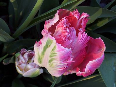 Parrot Tulip