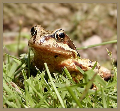 My Garden friend