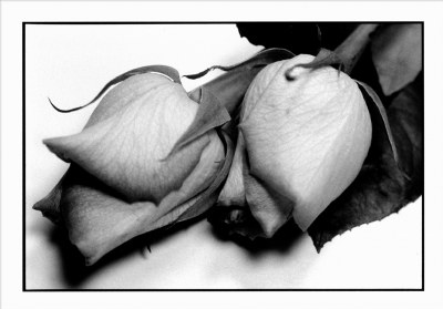 Darkroom Roses