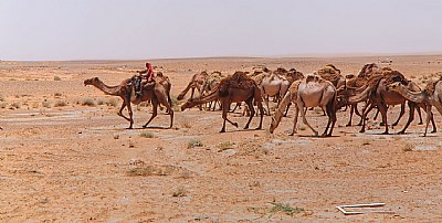 Camels in the desert 1982