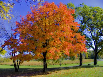 Autumn Color!