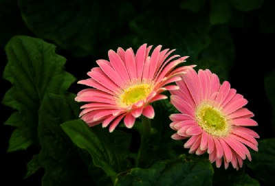 Dos Flores