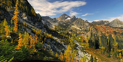 Larches at Heather Pass