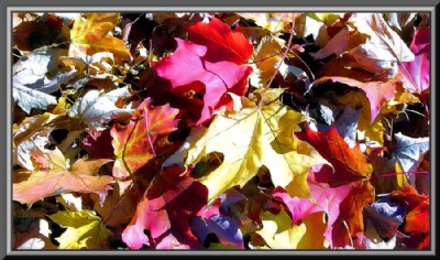 Fall Colours II