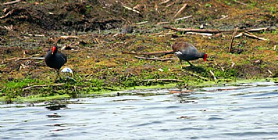 Birds by a Pond