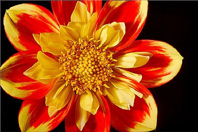 red/yellow dahlia 3