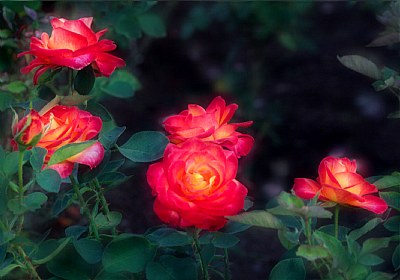 Orange Roses