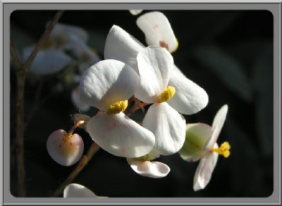 Begonia