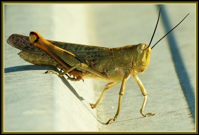 Grasshopper