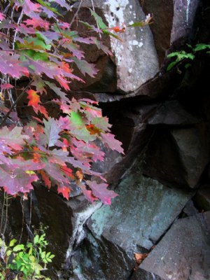 Leaves & Rocks