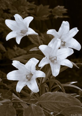 Lillies