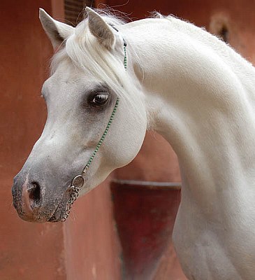 Arabian Horse..