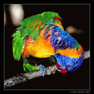 Rainbow Lorikeet