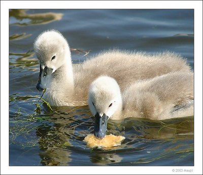 young swans