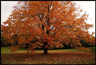 Tree in Fall Color