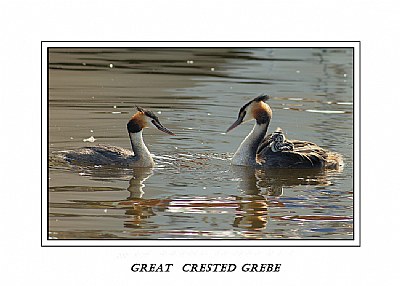 fam  Great crested grebe
