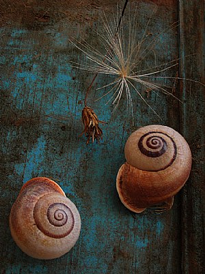  Autumn Snails