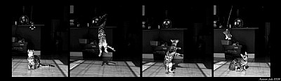 Acrobat Cat