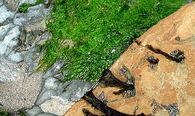 Low Tide Abstract