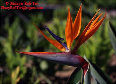 Bird of Paradise