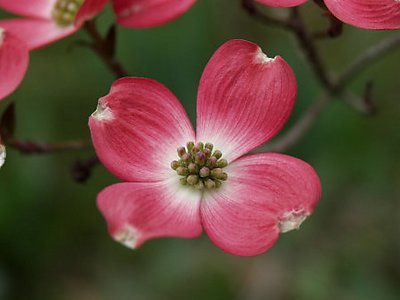 Dogwood in pink