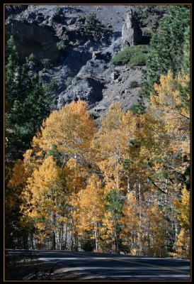 Ebbetts Pass Aspens