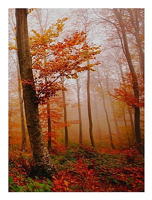 Colors in the autumn forest