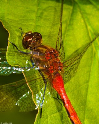 Red Dragon