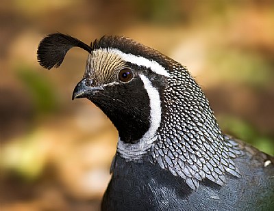 Male California Quail