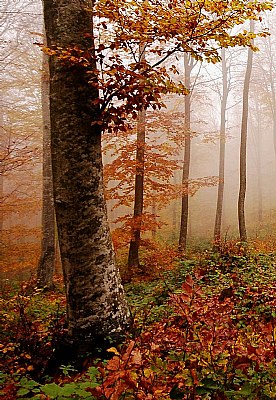 Trees in the fog