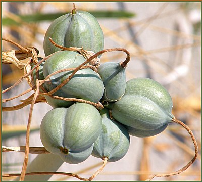 Creative Flower Buds