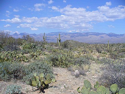 Cactus Country