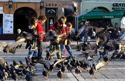 playing with pigeons