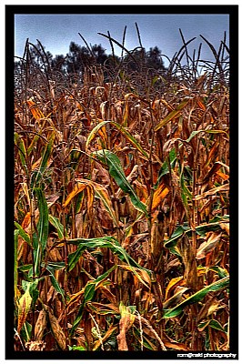 Colours of autumn