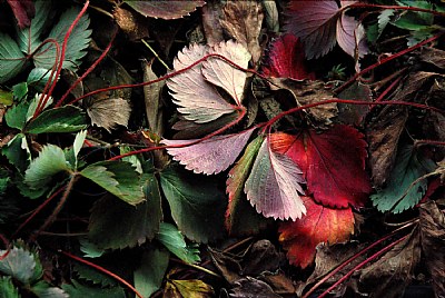 Strawberry Leaves