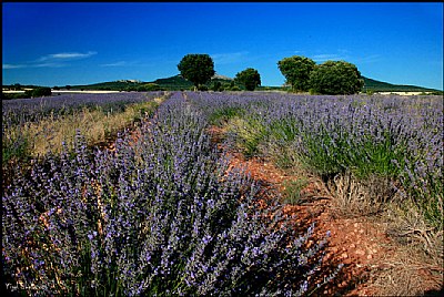 Lavender fields for ever
