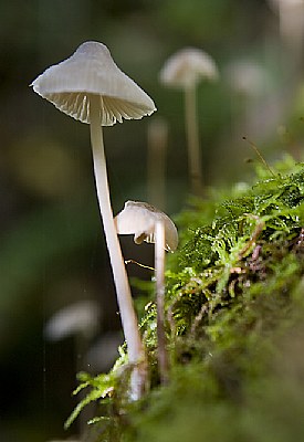 Forest Fungi