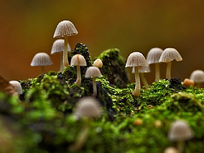 Mushroom forest