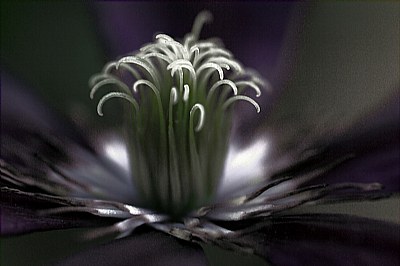 Flashes On A Dark Flower