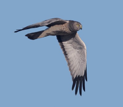 Northern Harrier