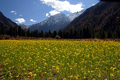 Himalayan Colors
