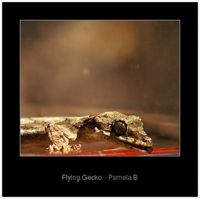 Flying Gecko