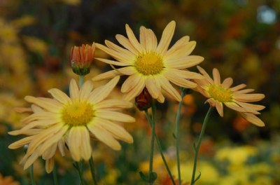 Fall Mums