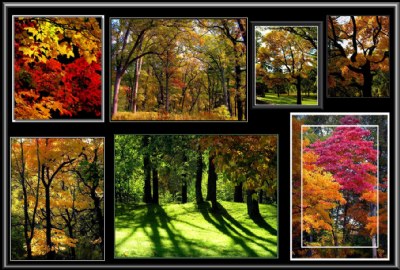 Autumn Collage.