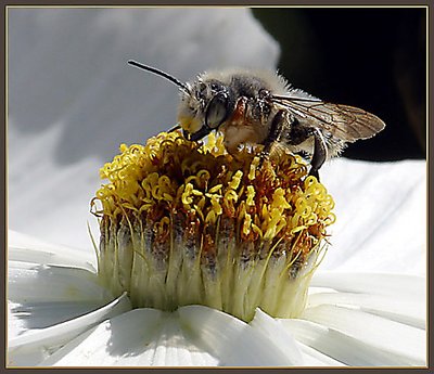 Bee Feast