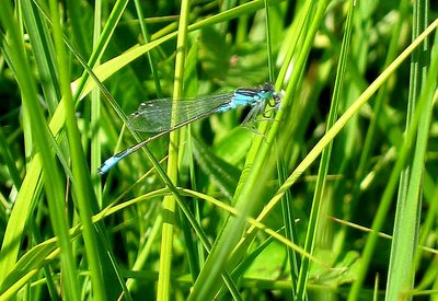 Delicate Blue Dragonfly