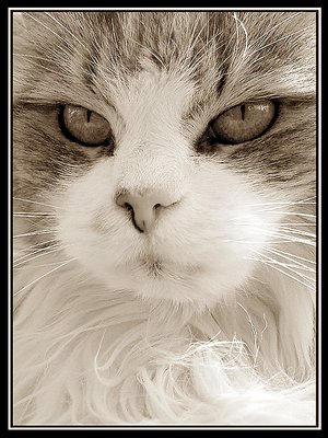 Angry Cat