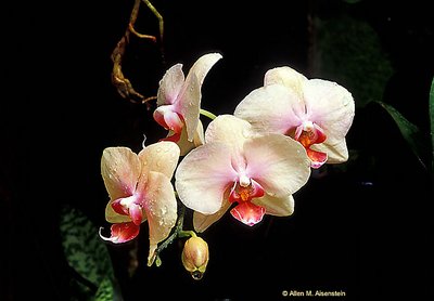 Longwood Orchids (s832)