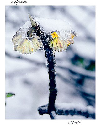 iceflower3