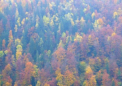 Autumn Colors IV